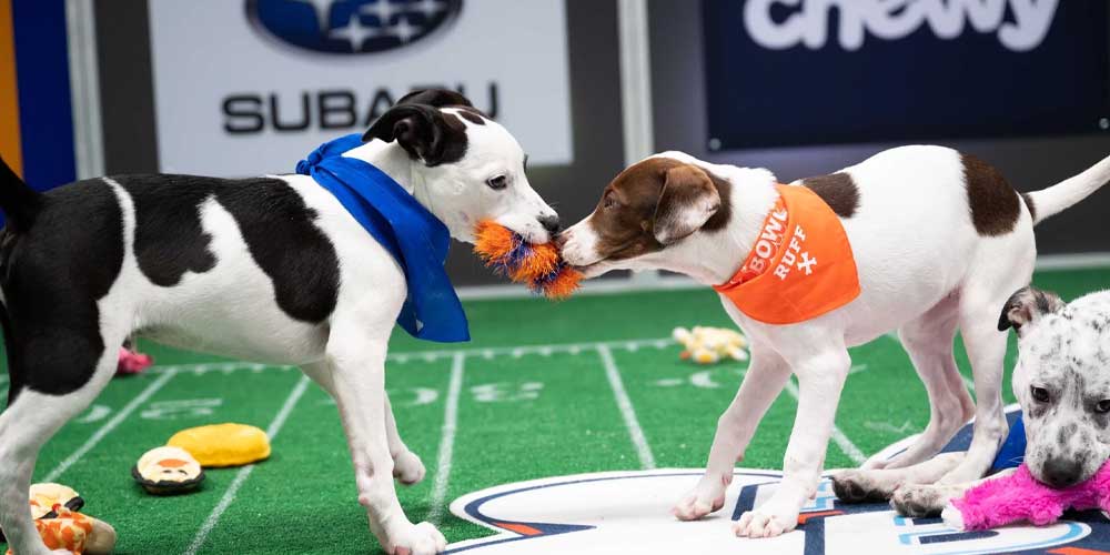 Puppy Bowl