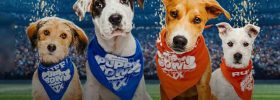 Three Biggest Snubs From 2024 Puppy Bowl Betting Odds