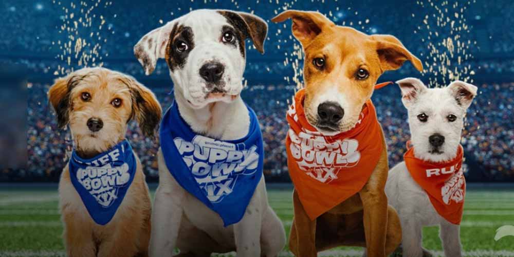 2024 Puppy Bowl