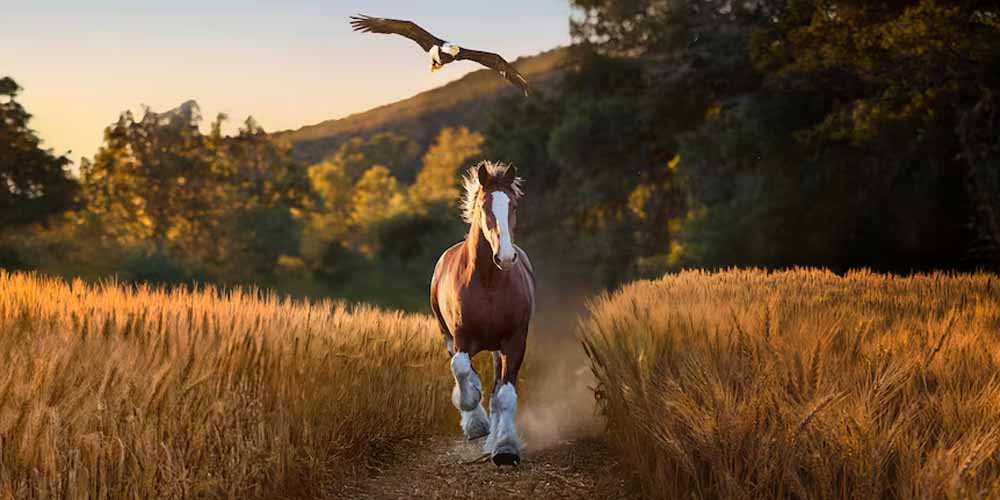 Betting on Super Bowl Commercials: Which TV Ad Shows First?