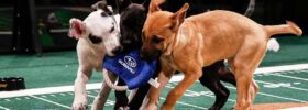 How To Bet On The Puppy Bowl: Best Bets For Puppy Bowl XXII
